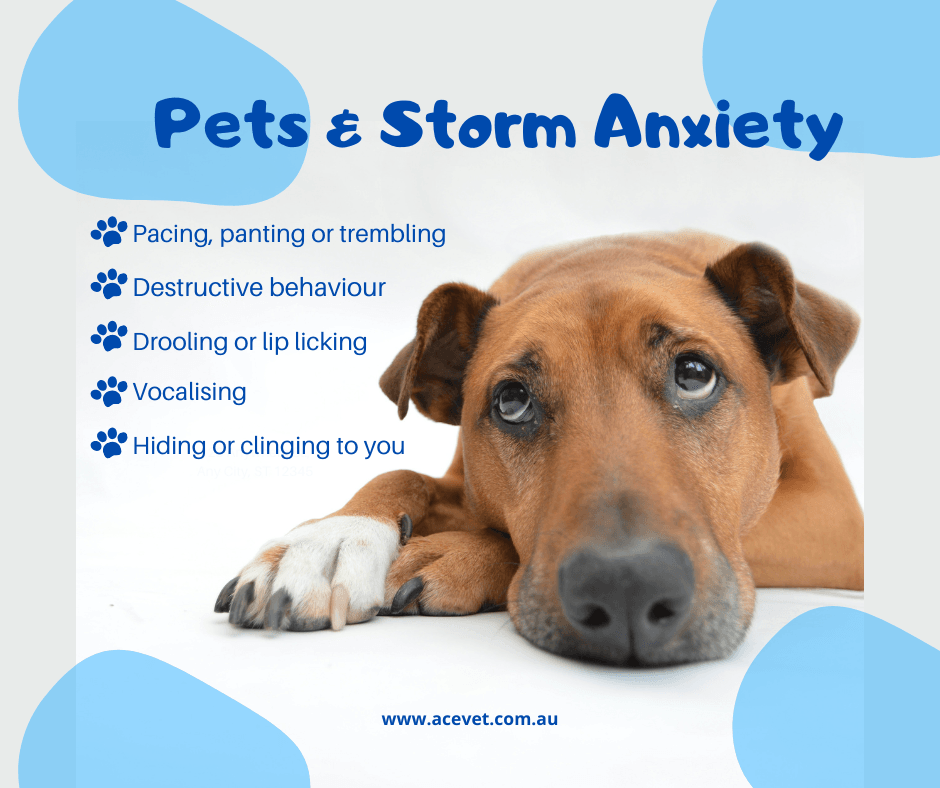 Managing Storm Anxiety in Dogs: How Your Veterinarian Can Help Managing Storm Anxiety in Dogs: How Your Veterinarian Can Help